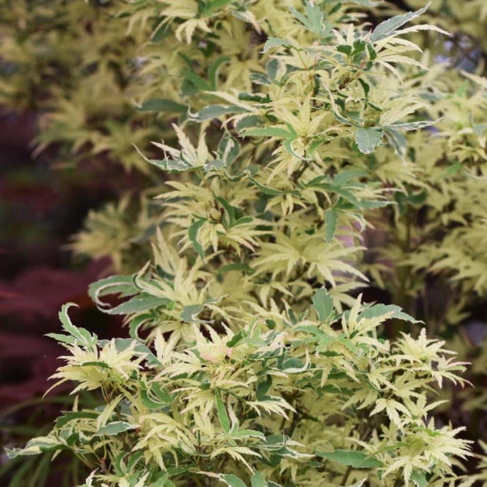 JAPANESE MAPLE Butterfly #7