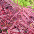 JAPANESE MAPLE Crimson Queen #7