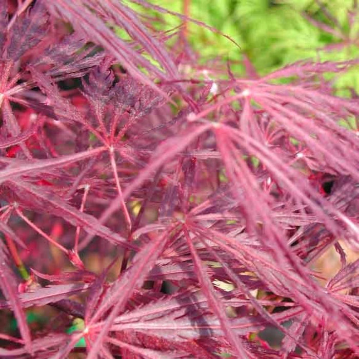 JAPANESE MAPLE Crimson Queen #7