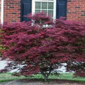 JAPANESE MAPLE Tamukeyama #7