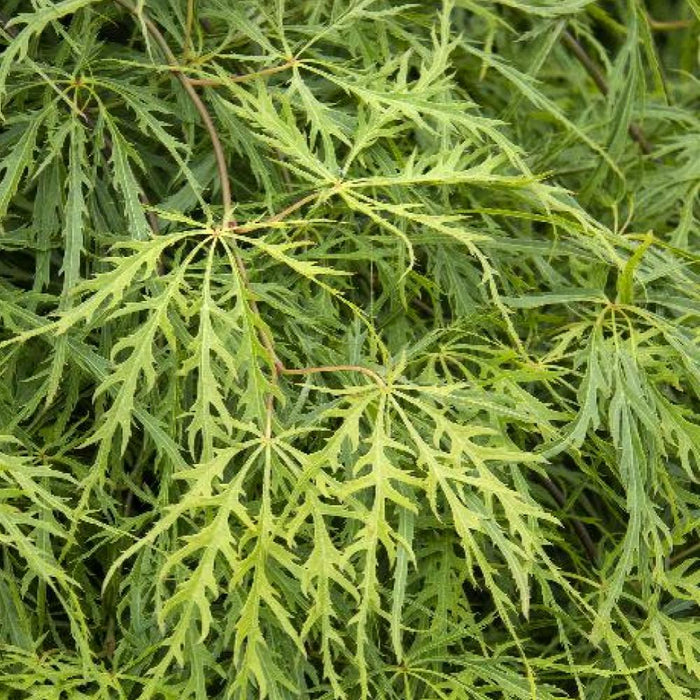 JAPANESE MAPLE Viridis #7