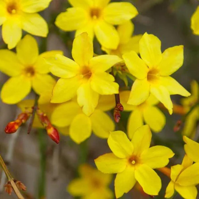 JASMINE Winter Jasmine #3