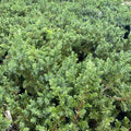 JUNIPER Blue Pacific #1