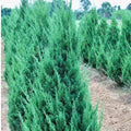 JUNIPER Blue Point #3