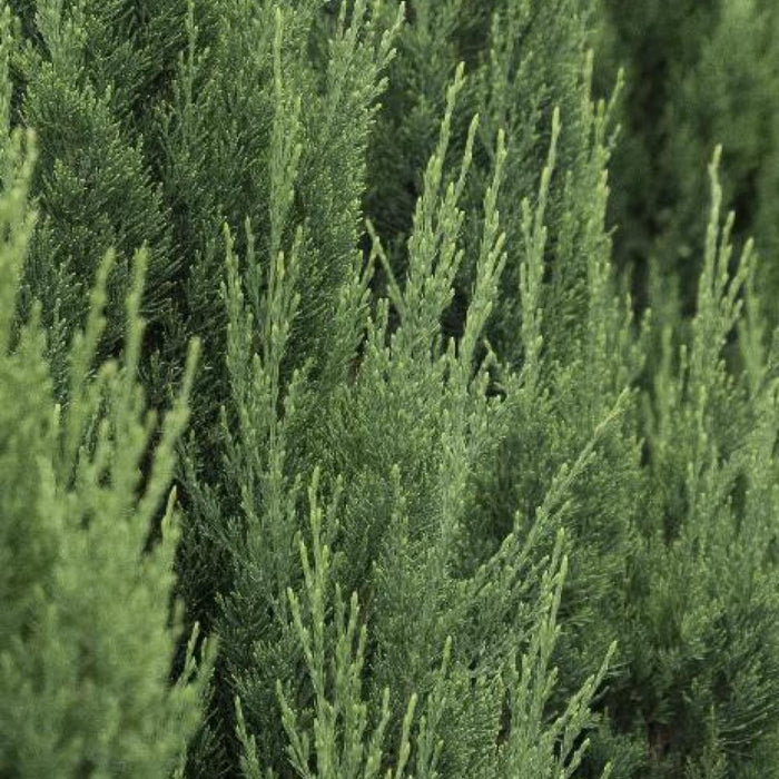 JUNIPER Blue Point #7