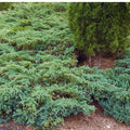 Juniper Blue Rug #1