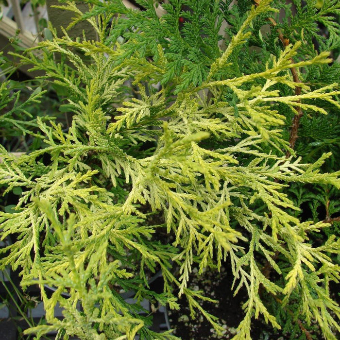 JUNIPER Gold Lace #3