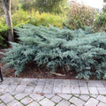 JUNIPER Grey Owl #1