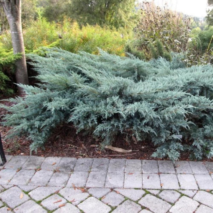 JUNIPER Grey Owl #1