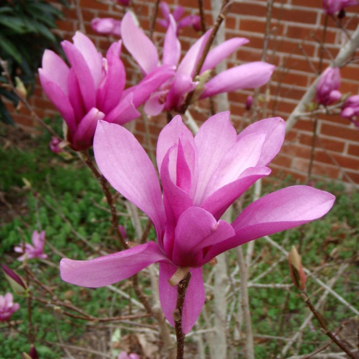 MAGNOLIA Jane #7