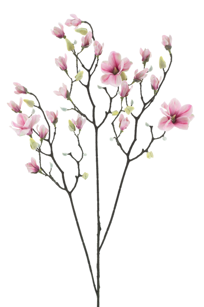 MAGNOLIA PINK 123CM Deventor