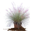 MUHLENBERGIA capillaris Pink Muhly Grass #1