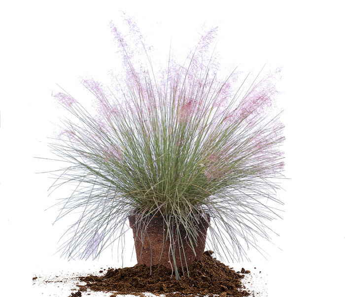 MUHLENBERGIA capillaris Pink Muhly Grass #1