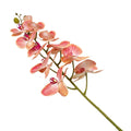 ORCHID 100CM Deventor