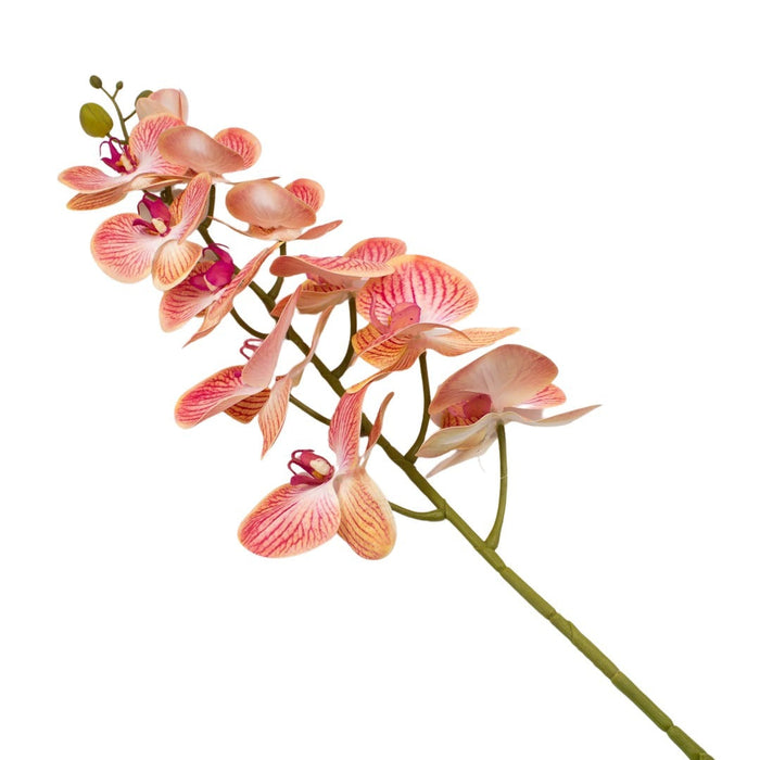 ORCHID 100CM Deventor