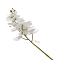 ORCHID 100CM Deventor