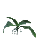 ORCHID LEAVES & ROOTS GREEN 35CM Deventor