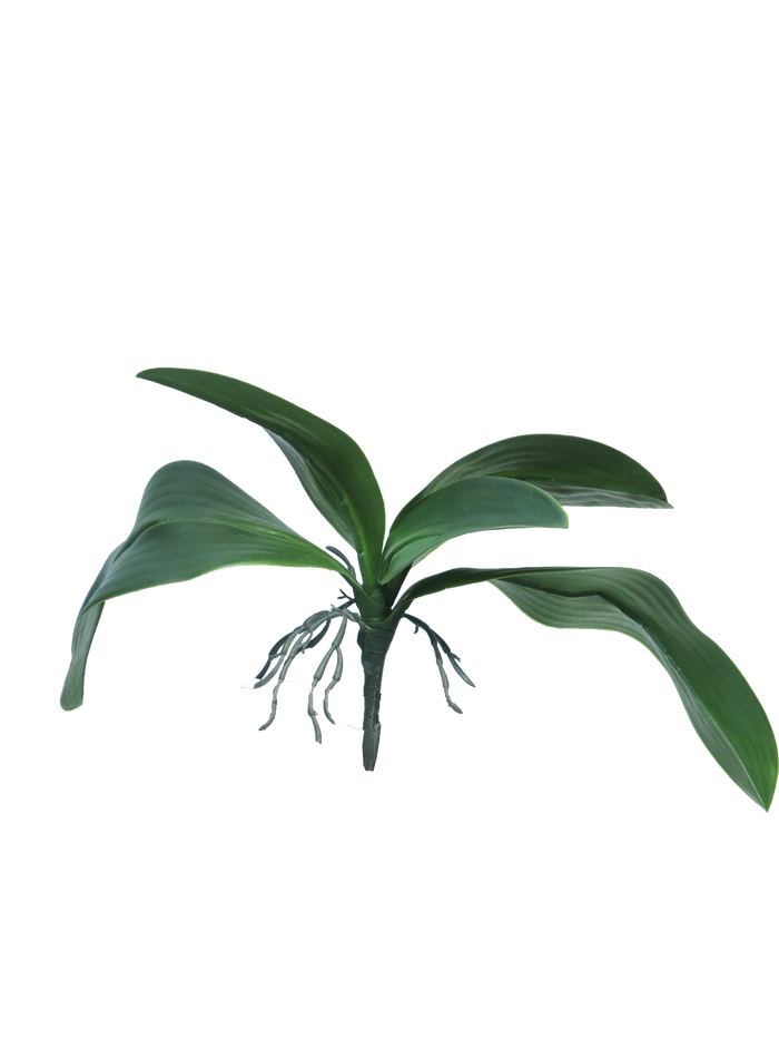 ORCHID LEAVES & ROOTS GREEN 35CM Deventor