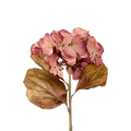 ORTANSIA PINK 81CM Deventor