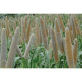 Pearl Millet, Hybrid 50 lb.