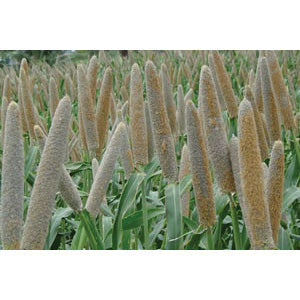 Pearl Millet, Hybrid 50 lb.