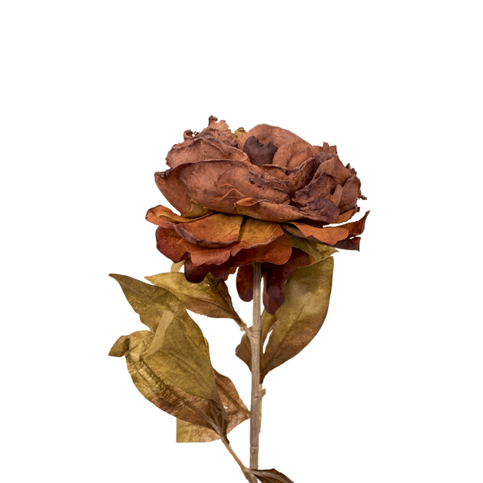 PEONY BROWN 79CM Deventor