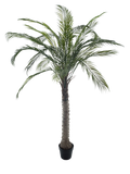 PHOENIX PALM TREE POT GREEN 180CM Deventor