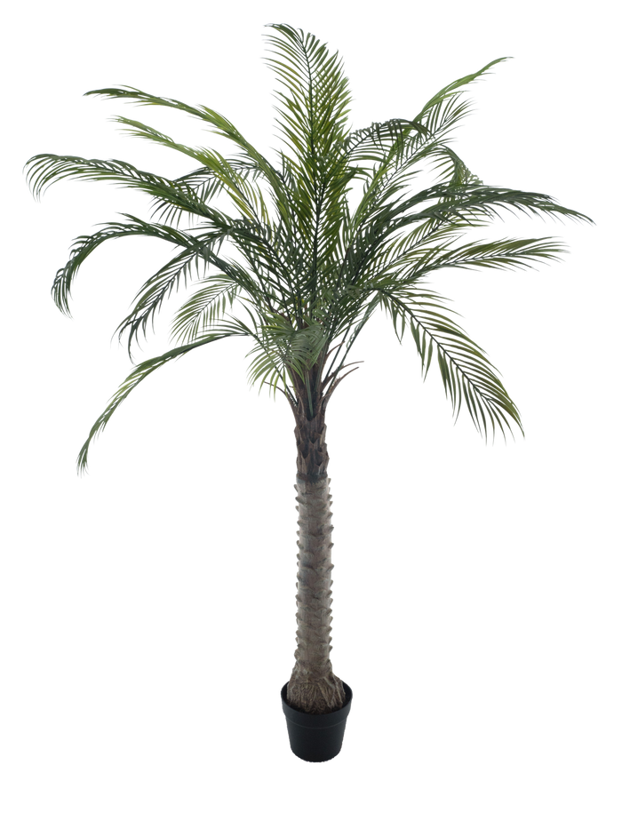 PHOENIX PALM TREE POT GREEN 180CM Deventor