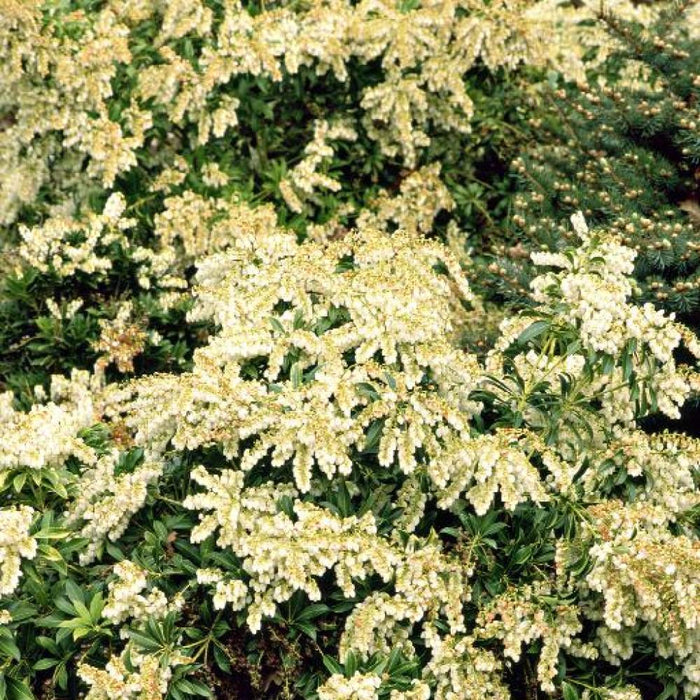 PIERIS Prelude #3