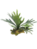 PLATYCERIUM GREEN 27CM Deventor