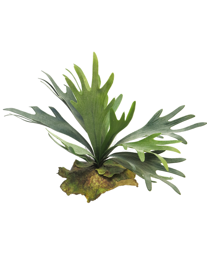 PLATYCERIUM GREEN 27CM Deventor