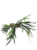 PLATYCERIUM GREEN 50CM Deventor