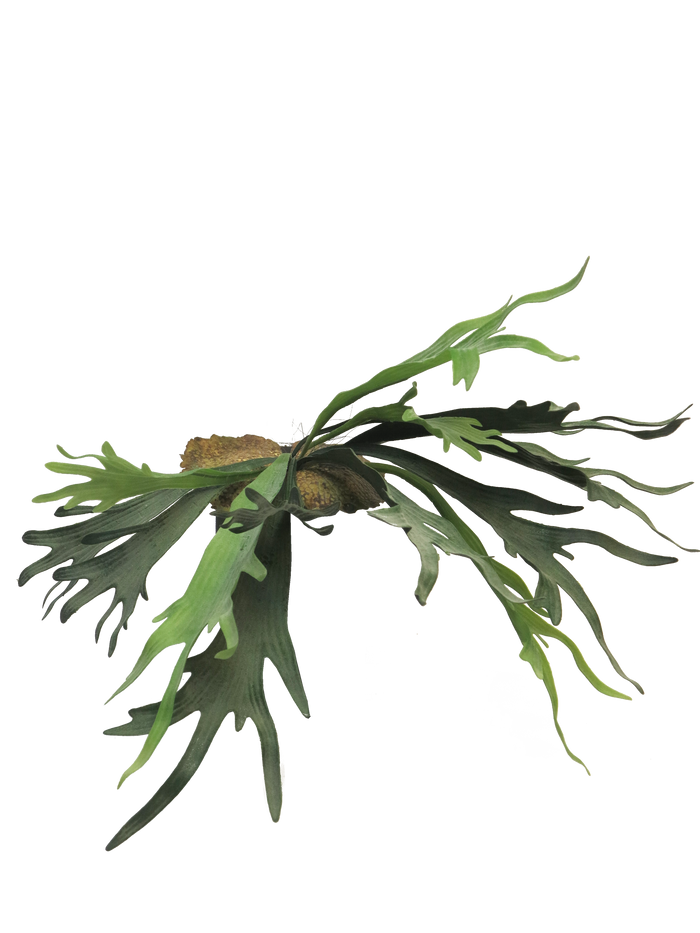 PLATYCERIUM GREEN 50CM Deventor