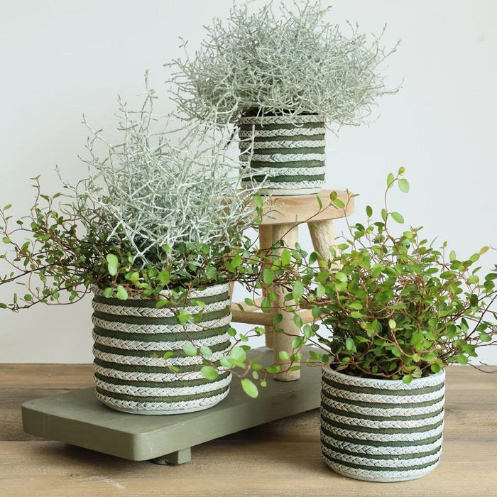 POT RAF 14X12.5HCM OLIVE Deventor