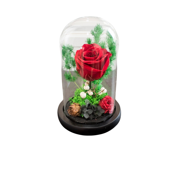 PRESERVE ROSE IN DOME 10X18CM RED Deventor