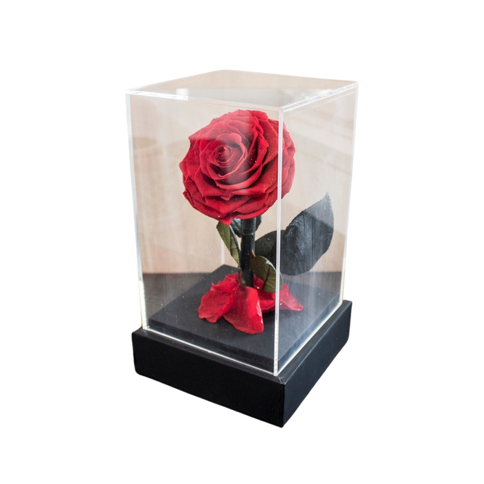 PRESERVE ROSE IN DOME 12X20CM RED Deventor