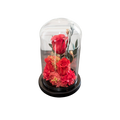 PRESERVE ROSE IN DOME 12X20CM RED Deventor