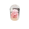 PRESERVE ROSE IN DOME 8X12CM PINK Deventor