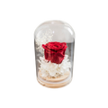 PRESERVE ROSE IN DOME 8X12CM RED Deventor