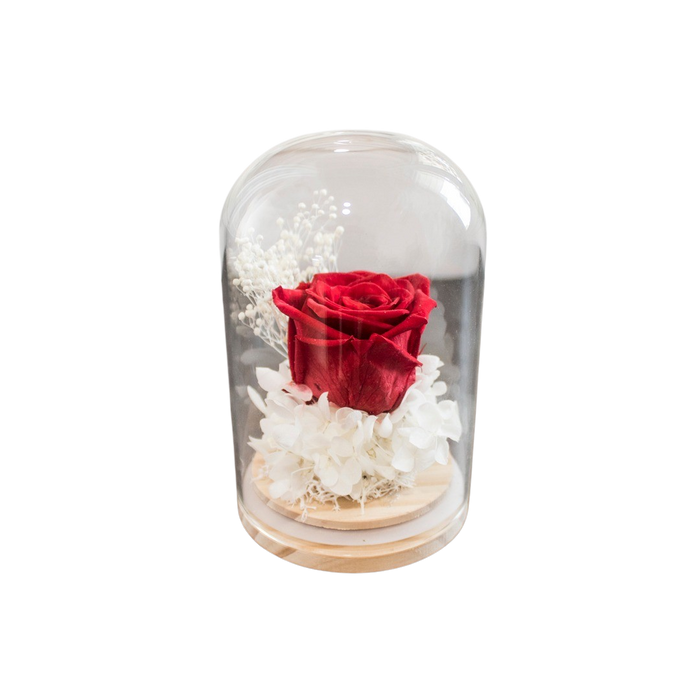 PRESERVE ROSE IN DOME 8X12CM RED Deventor