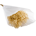 PRESERVED GYPSOFILLO IVORY Deventor