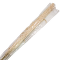 PRESERVED PLANT 150cm Deventor