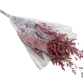 PRESERVED PLANT Deventor