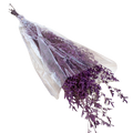 PRESERVED PLANT Deventor
