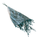 PRESERVED PLANT Deventor