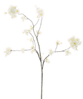 PRUNUS MALAGA CREAM 126CM Deventor