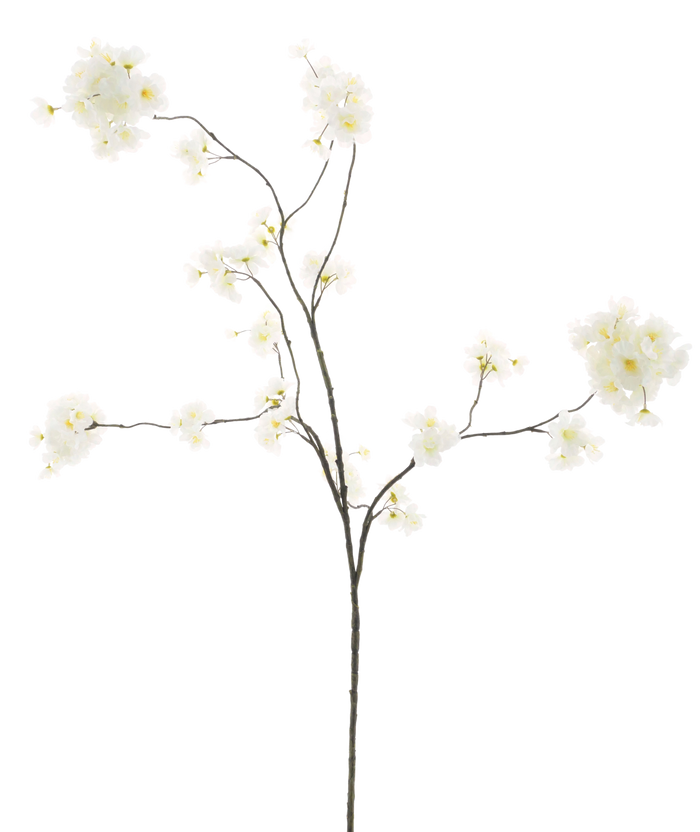 PRUNUS MALAGA CREAM 126CM Deventor