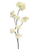 PRUNUS MALAGA CREAM 48CM Deventor