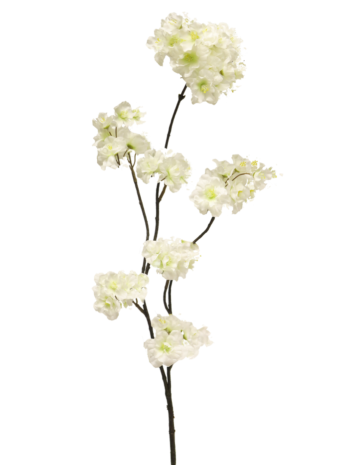 PRUNUS MALAGA CREAM 48CM Deventor