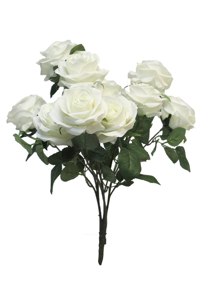 ROSA DIJON BUSH X10 WHT 42CM Deventor